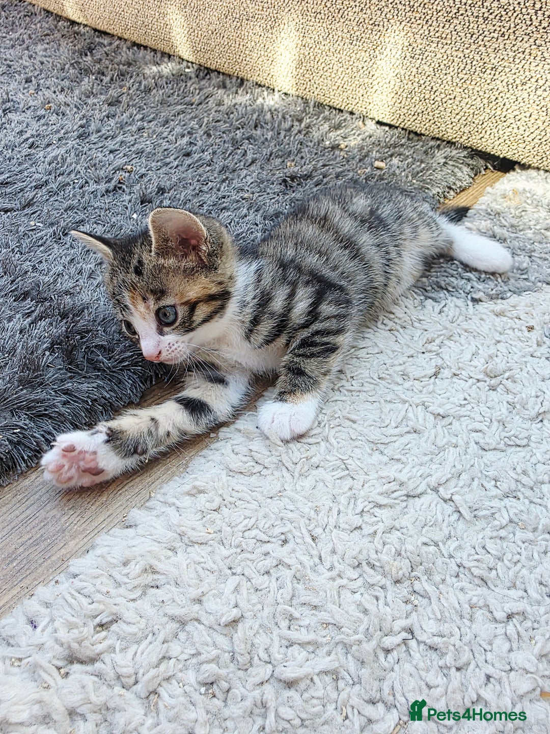 Mixed Breed cats for sale: Kittens - Image 8
