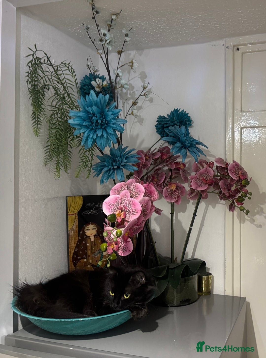 British Shorthair cats for sale: Two life long partners need their forever home - Image 5