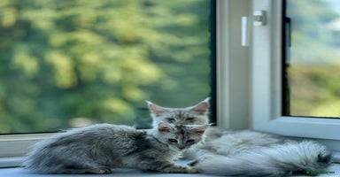 Maine Coon cats - Advert 8