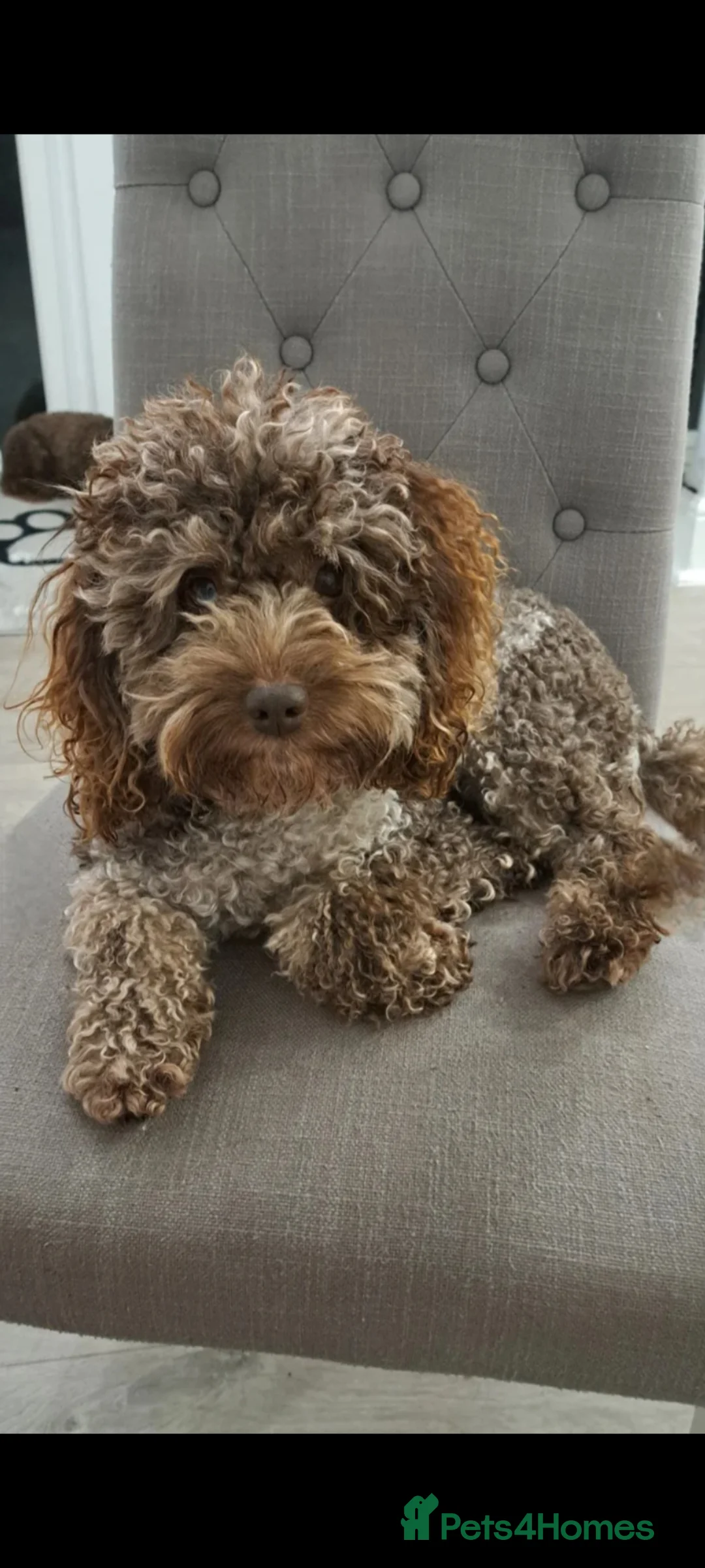 Cockapoo dogs for stud: Cockapoo stud chocolate merle  in Bristol - Advert 6