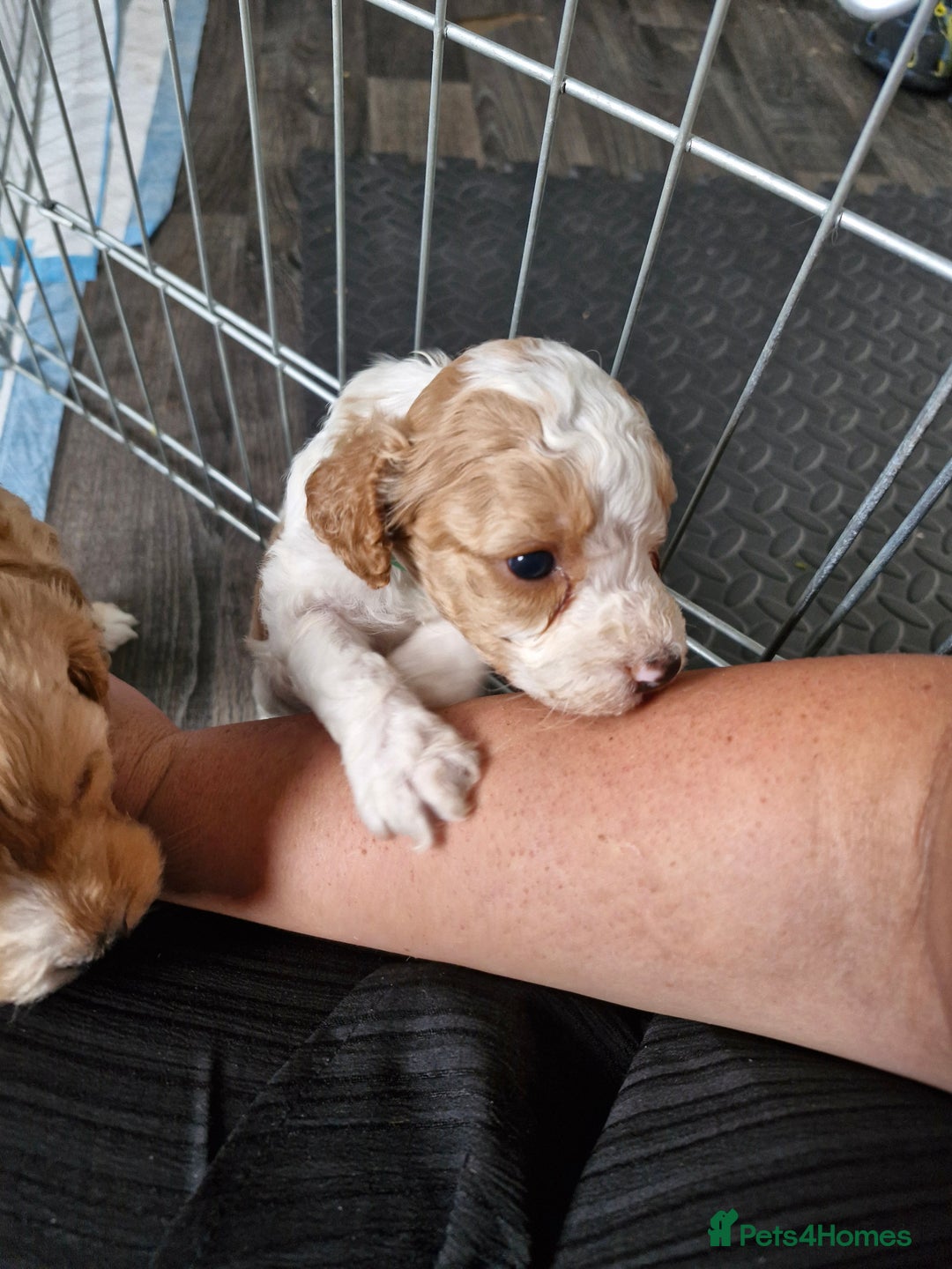 Cockapoo dogs for sale: F1 COCKERPOO PUPPIES FOR SALE  - Image 6