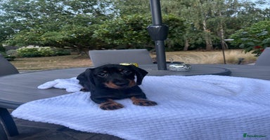 Miniature Dachshund dogs - Advert 3