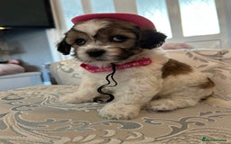 Mixed Breed dogs for sale: La Chon Puppies!  - Image 7