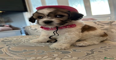 Mixed Breed dogs - Advert 2
