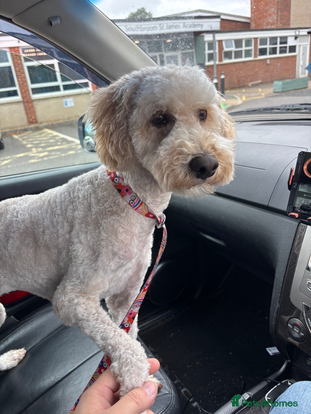 Cockapoo dogs for sale: Nancy cockapoo girl 3 years old - Image 1