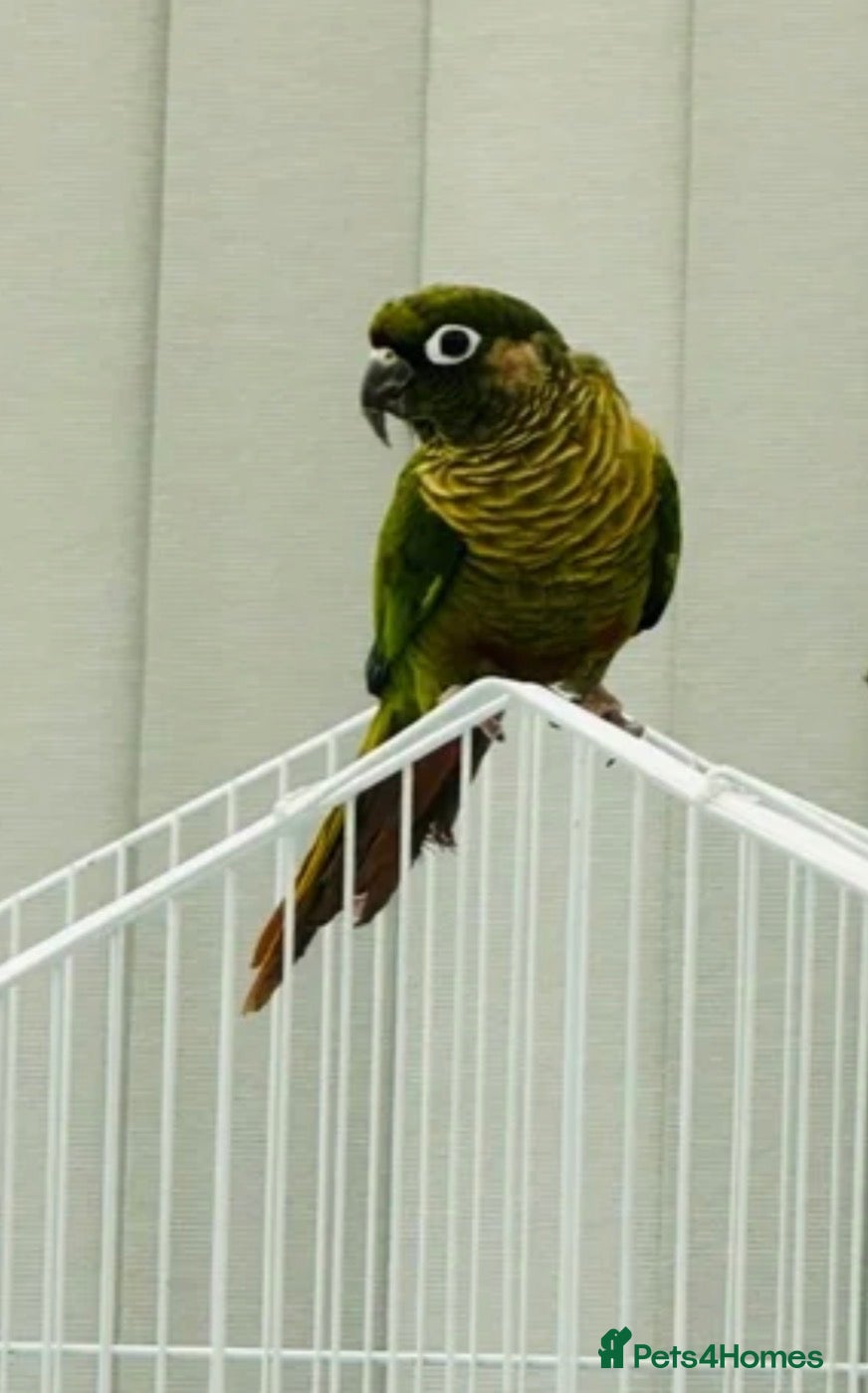 Conures birds for sale: Maroonbellied Conure  - Advert 2