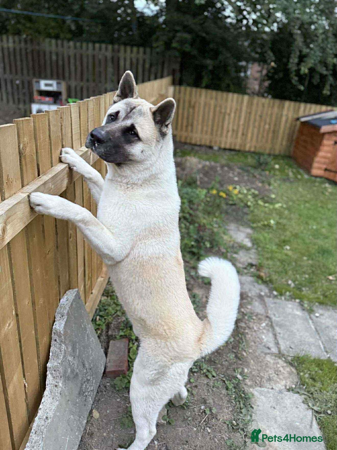 Akita dogs for sale: American Akita  - Advert 2