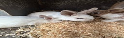 Mixed Breed rabbits for sale: 10 week old rabbits  - Advert 6