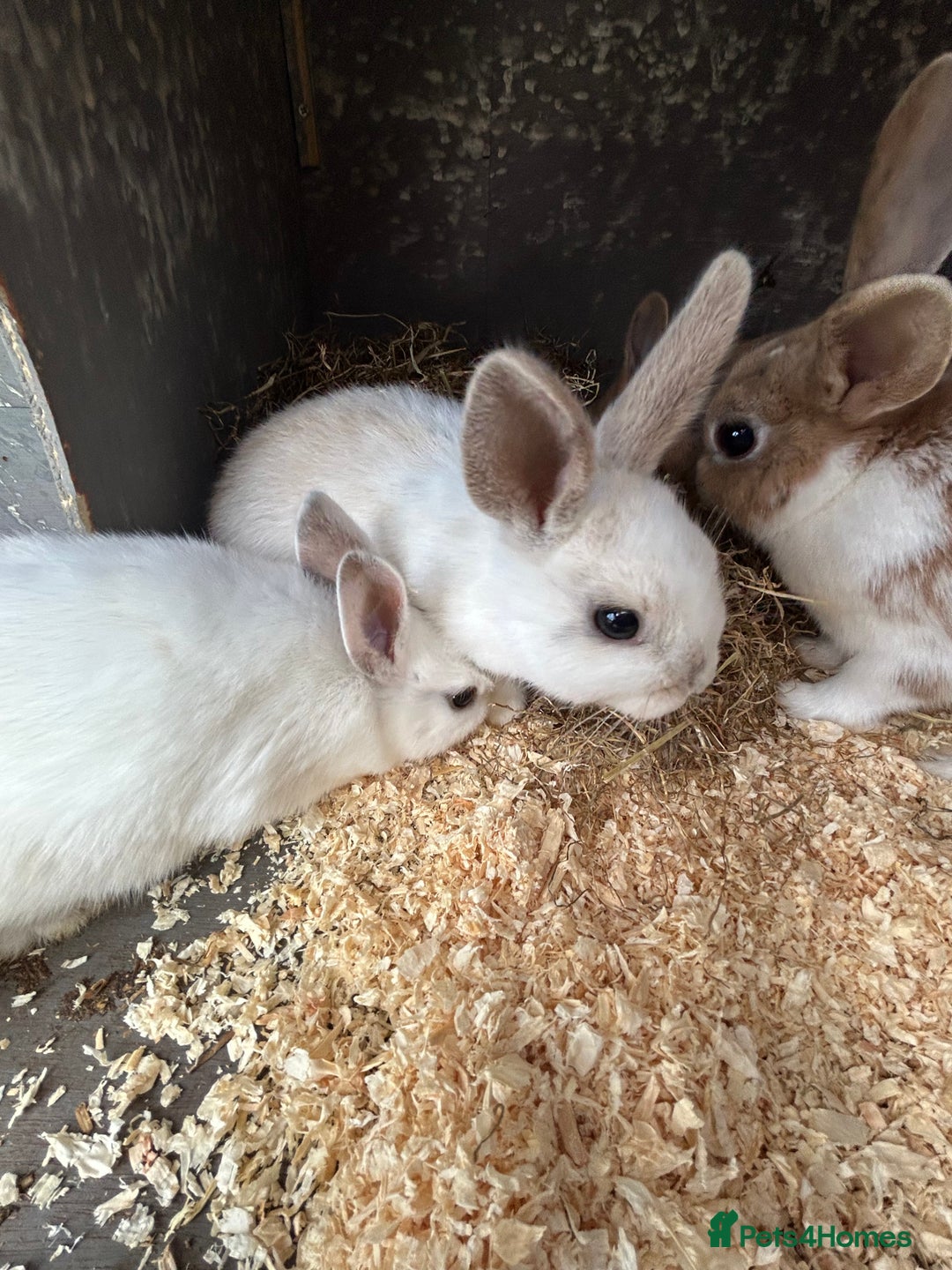 Mixed Breed rabbits for sale: 10 week old rabbits  - Advert 6