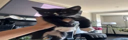 Mixed Breed cats for sale: 4, 8 week old kittens  - Advert 7