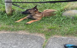 Belgian Shepherd Dog dogs for sale: Male Belgian malinois  - Image 5