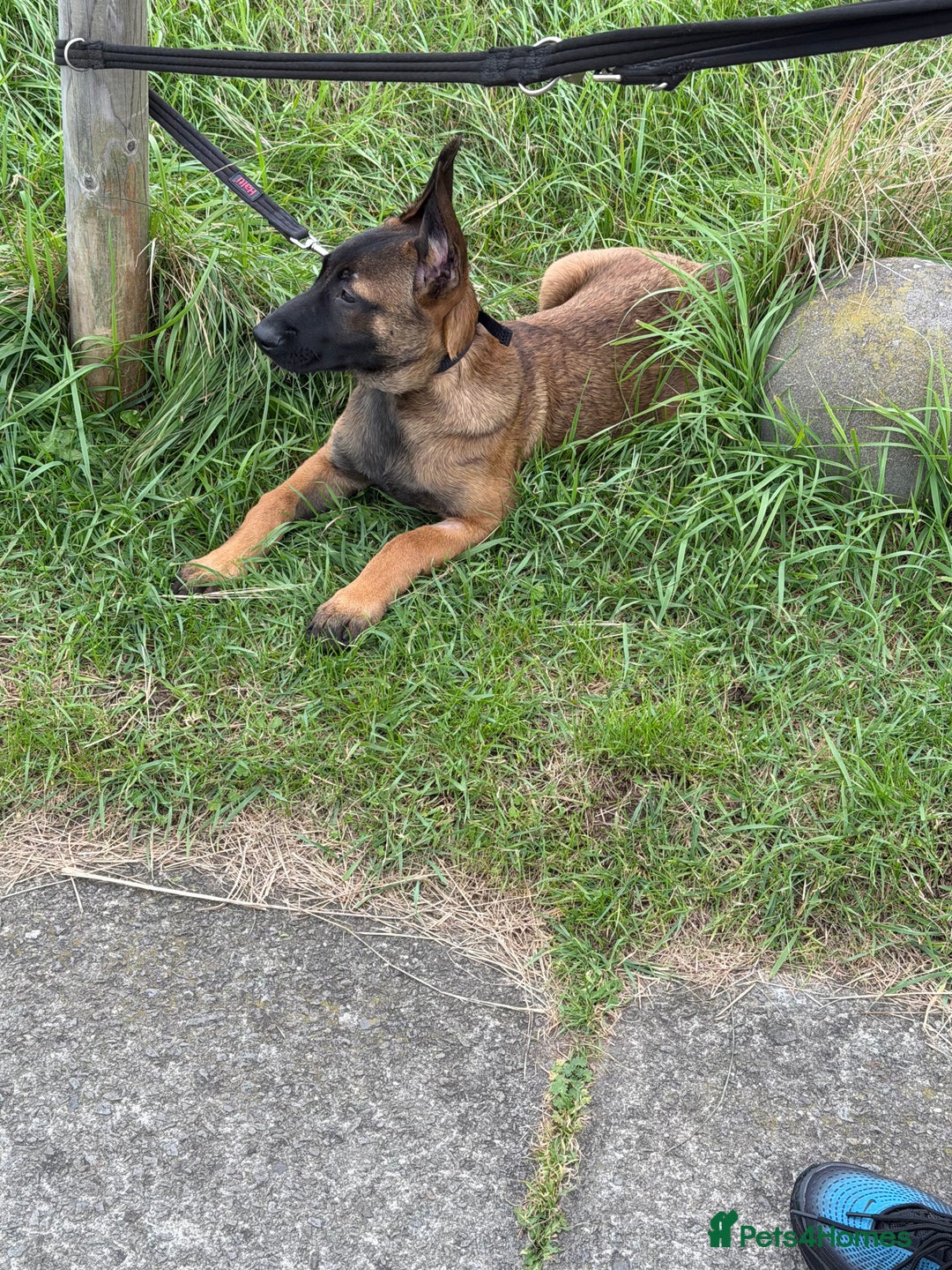 Belgian Shepherd Dog dogs for sale: Male Belgian malinois  - Image 5