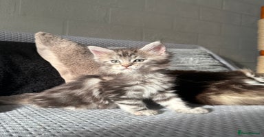 Maine Coon cats - Advert 7