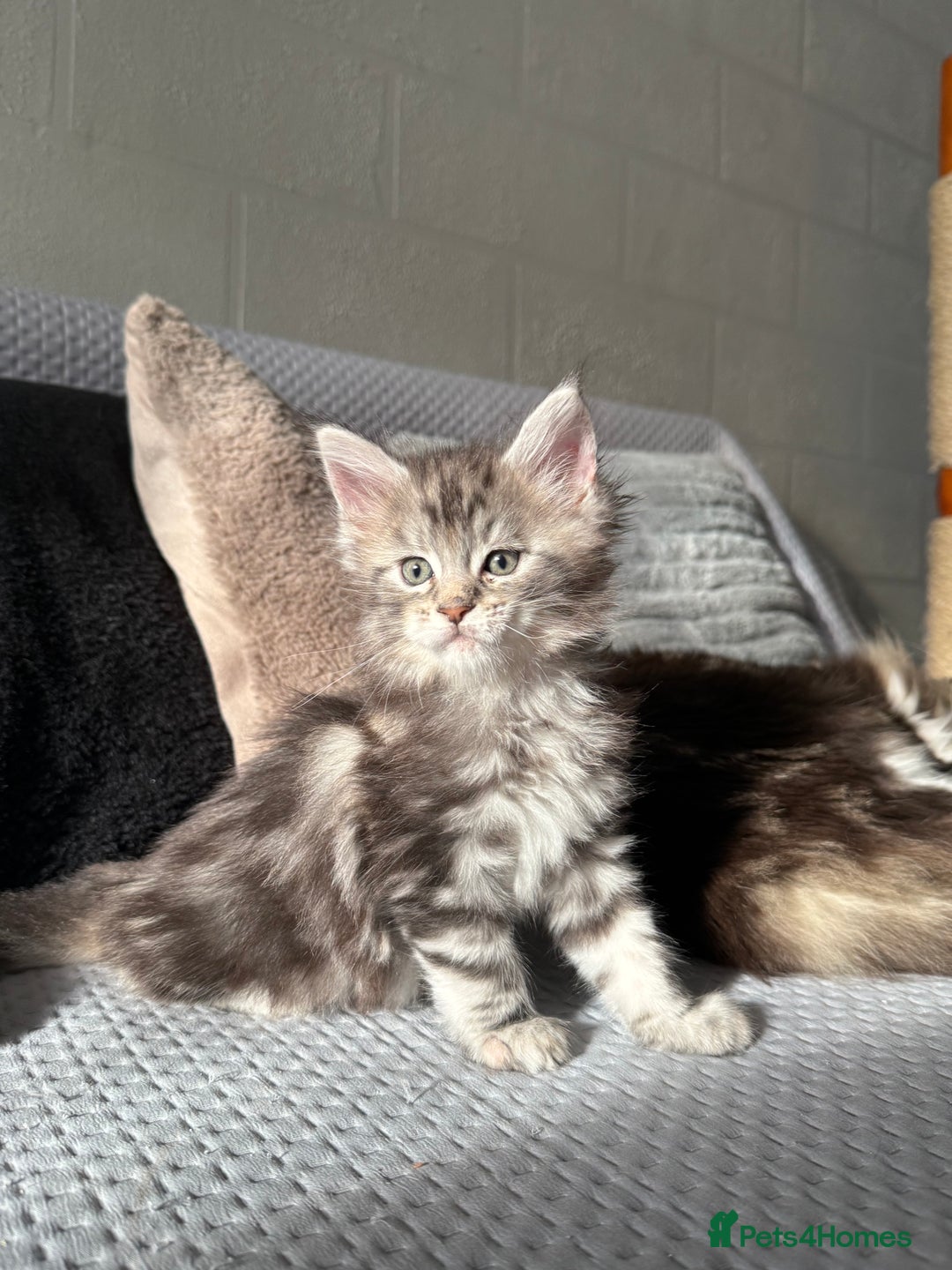Maine Coon cats for sale: XL Russian Lines TICA registered Maine Coon Boy - Image 2