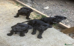 Cane Corso dogs for sale: Top quality  - Image 12