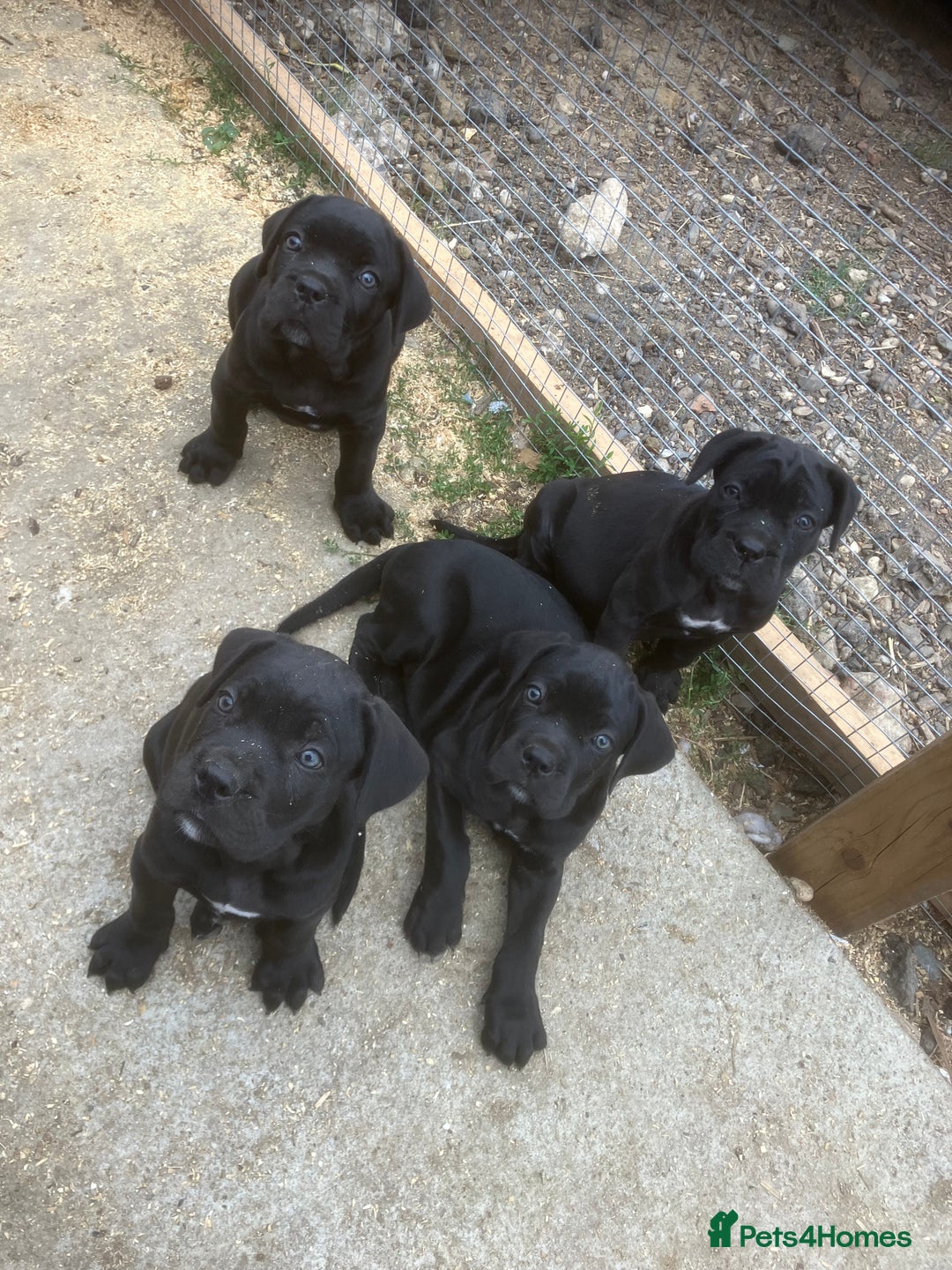 Cane Corso dogs for sale: Top quality  - Image 12