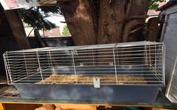 Guinea Pig rodents for sale: Brown Guinea pigs twin male comes with indoor cage - Image 5