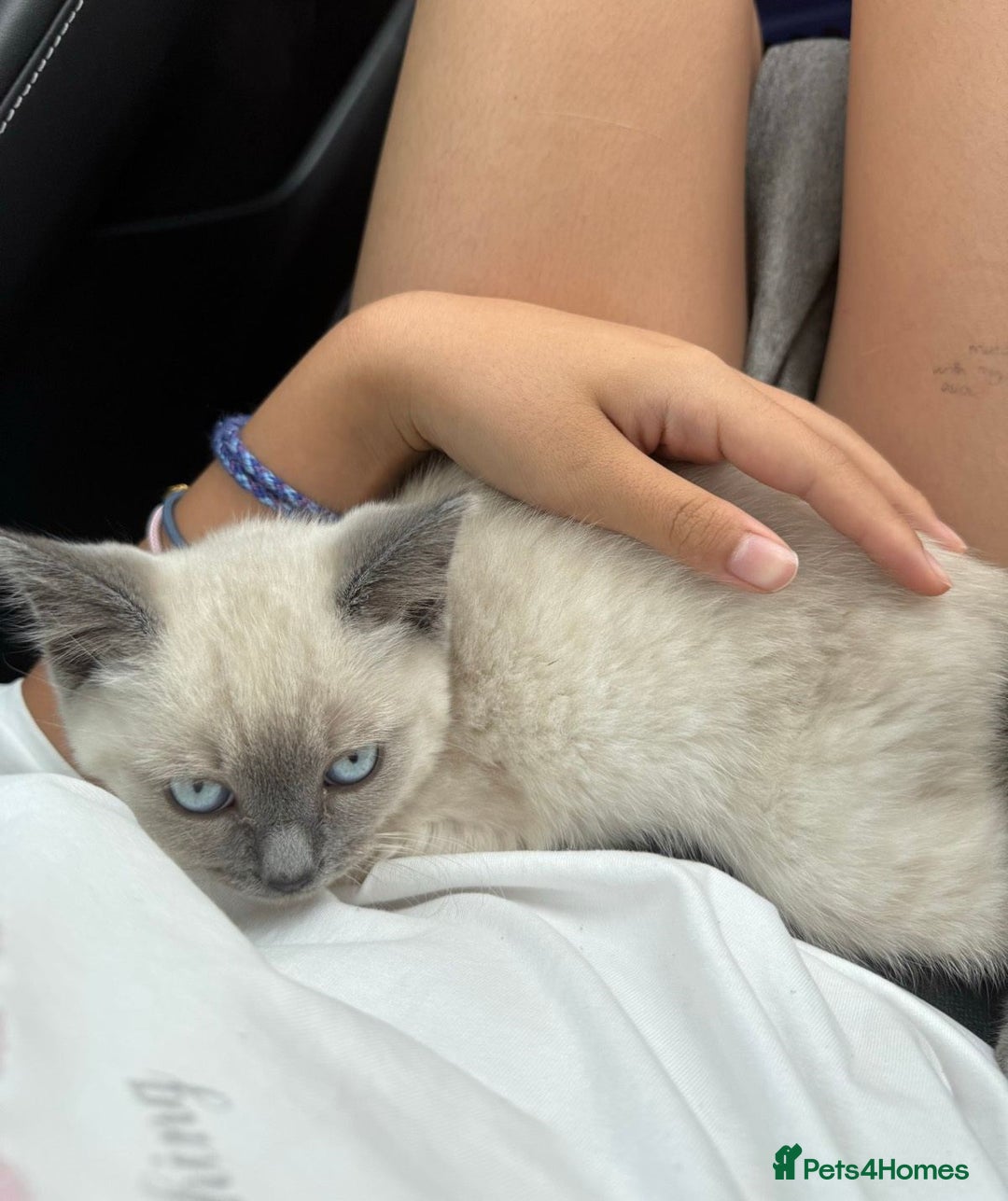 Ragdoll cats for sale: Friendly, Well Socialized & Healthy Ragdoll Kitten - Image 7