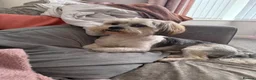Lhasa Apso dogs for sale: Lhasa Apso for sale. Please read description  - Advert 5