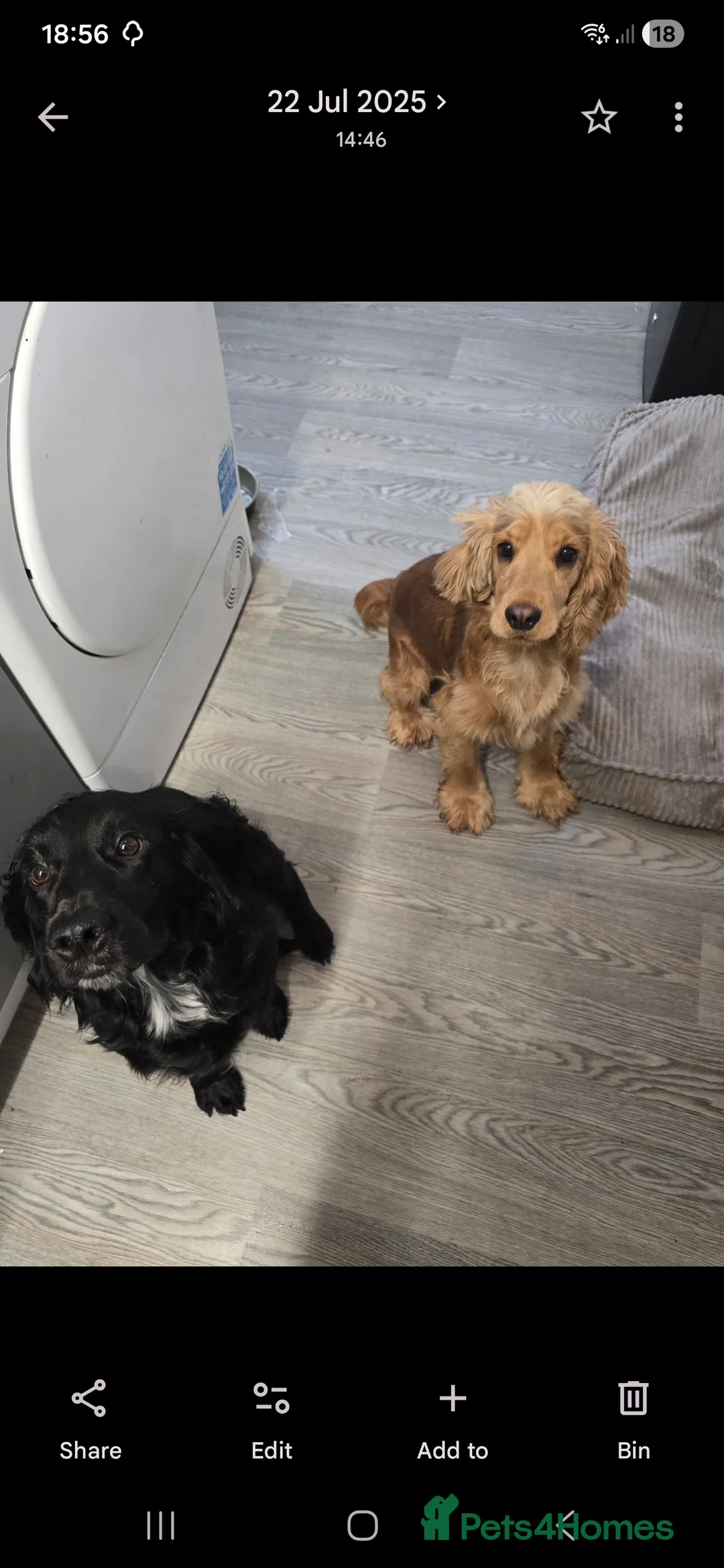 Cocker Spaniel dogs for sale: Cocker spainel puppies - Advert 18