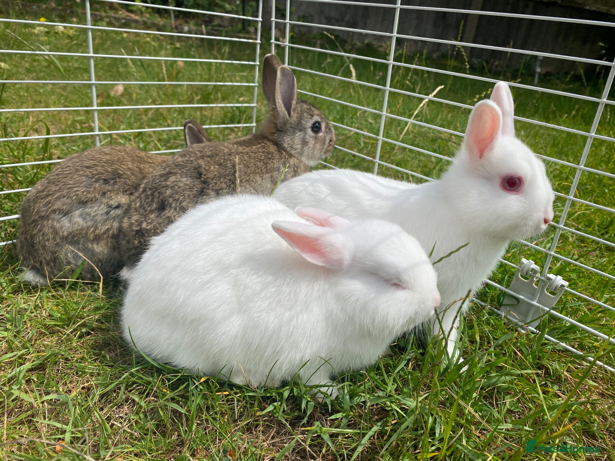 Netherland Dwarf rabbits Ready to leave 4 Bunnies Netherland Dwarf - Advert 2