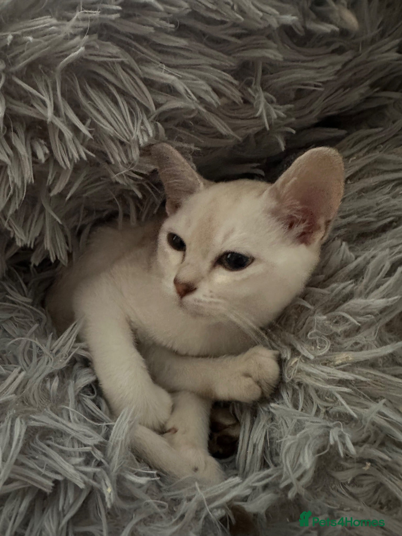 Asian cats Gccf reg Pedigree kittens  - Advert 1