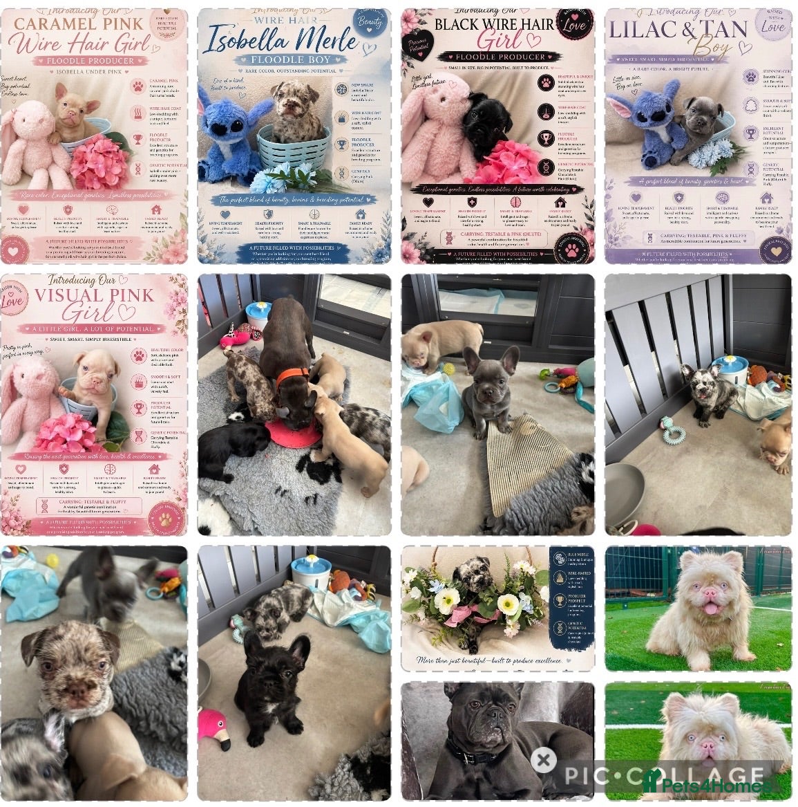 French Bulldog dogs Amazing DNA Quality Frenchies  - Advert 1