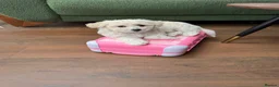 Bichon Frise dogs for sale: Two gorgeous puppies 🤍 - Advert 2