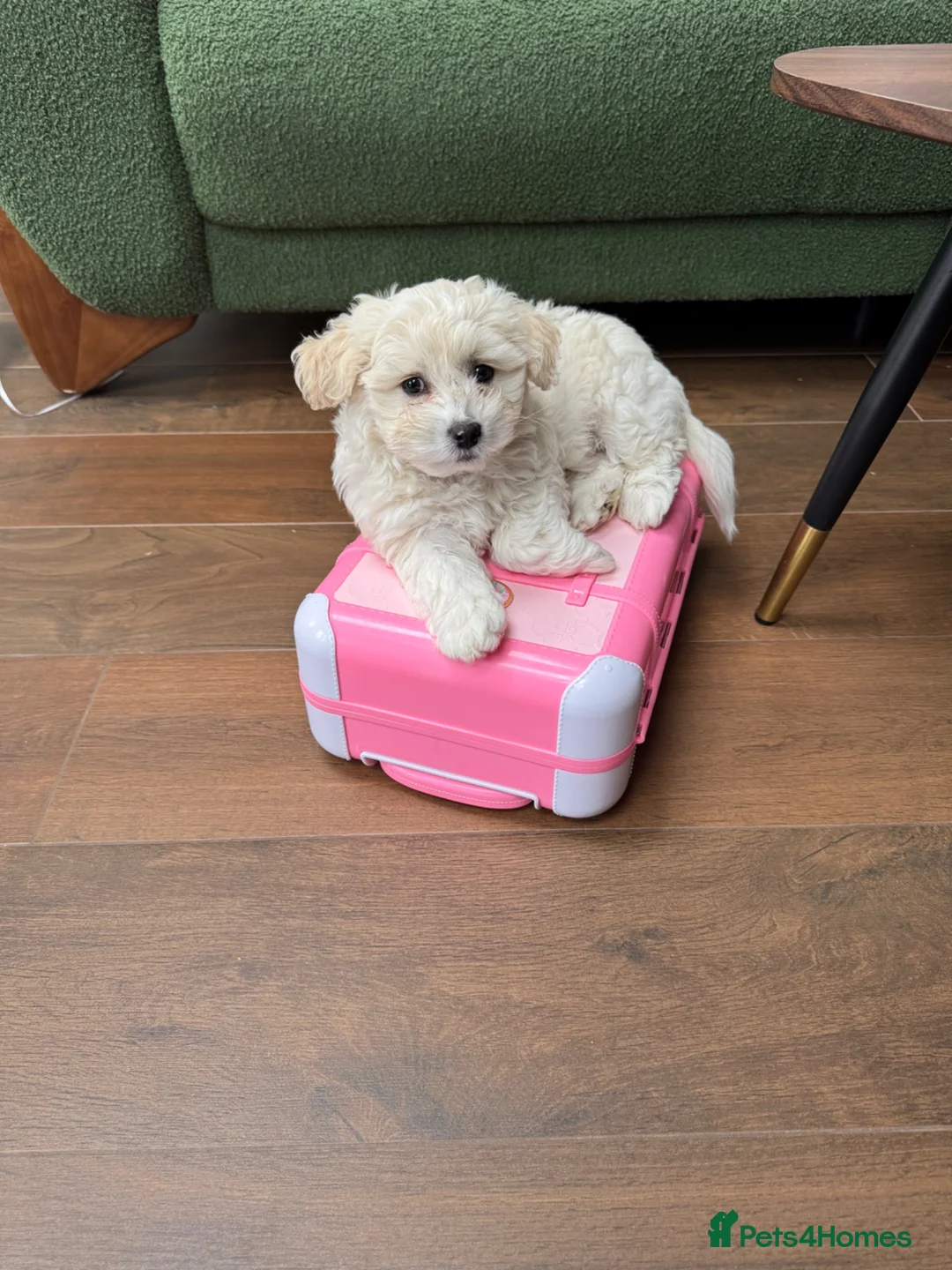 Bichon Frise dogs for sale: Two gorgeous puppies 🤍 - Advert 2