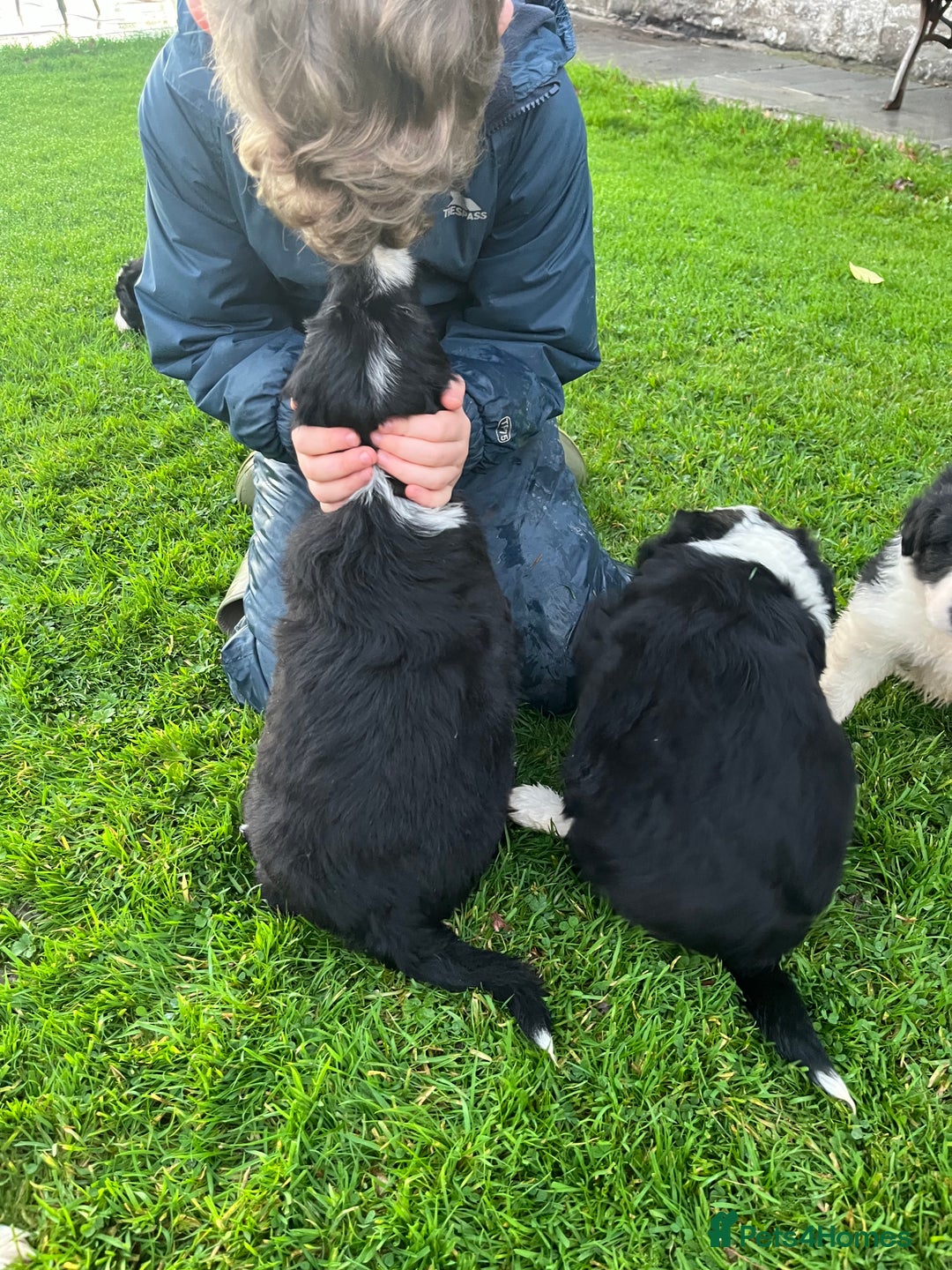 Bearded Collie dogs for sale: Six beautiful Beardie puppies for sale - Image 19