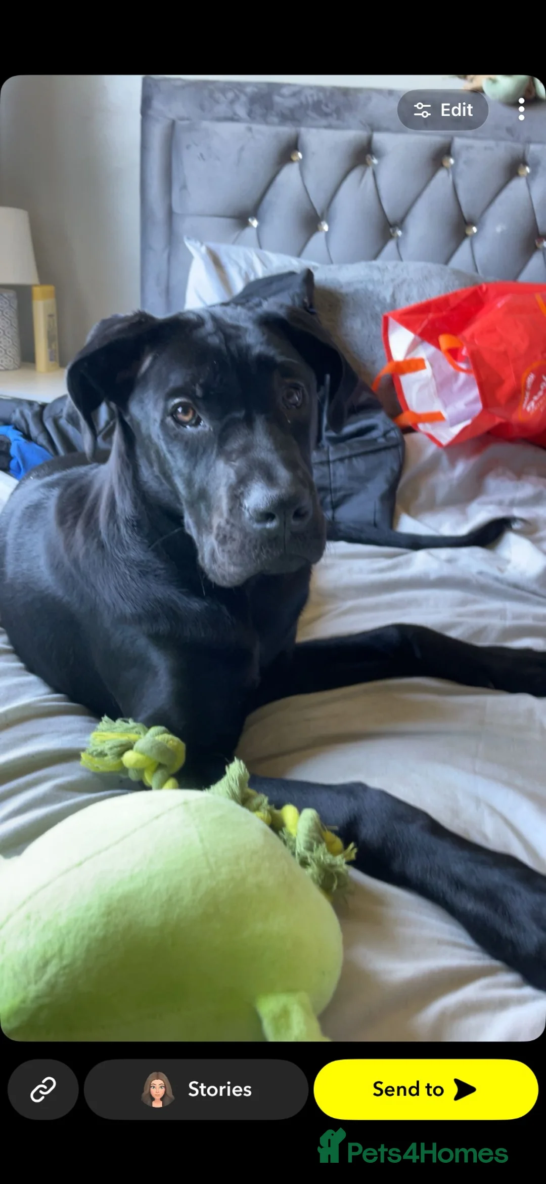 Cane Corso dogs for sale: Cane corso male for sale  - Advert 1