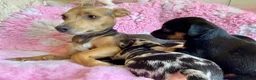 Jack Russell dogs for sale: Exquisite Rare Merle & black & tan - Advert 23