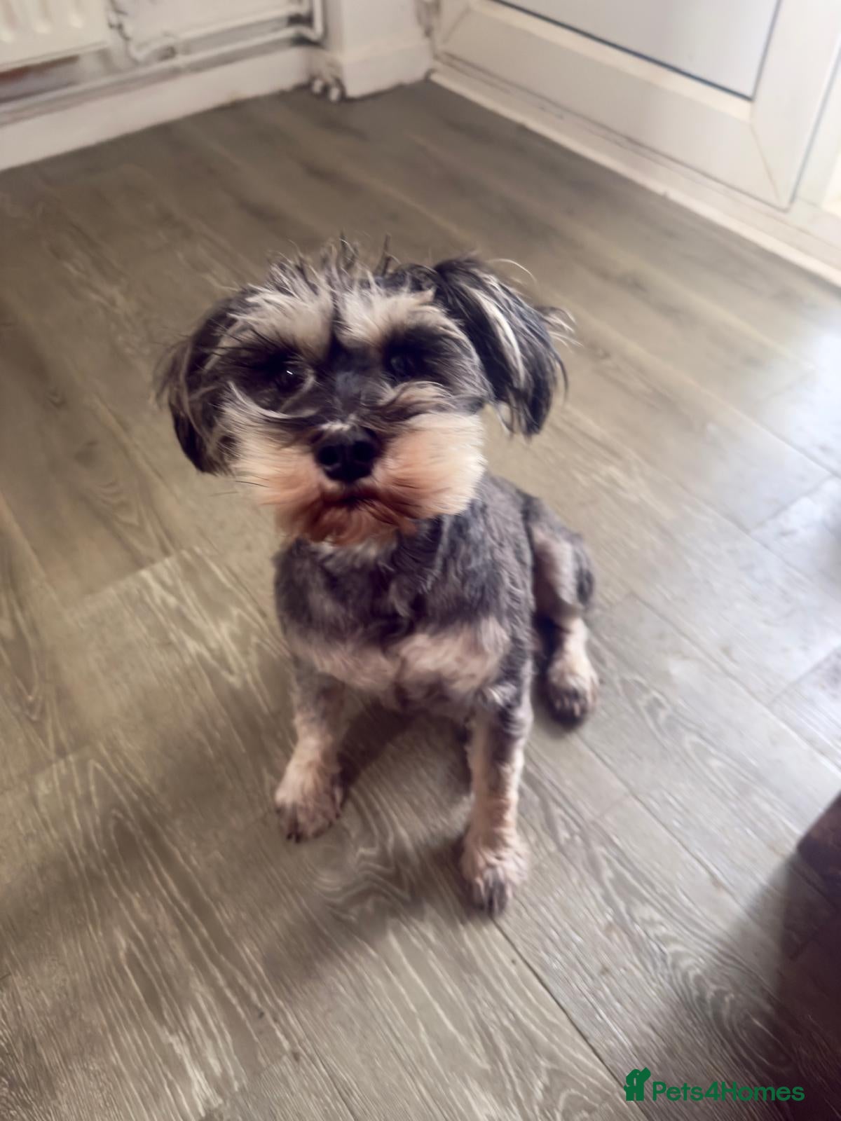 Schnauzer dogs sweet schnauzer available - Advert 1