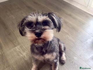 Schnauzer dogs sweet schnauzer available - Advert 3