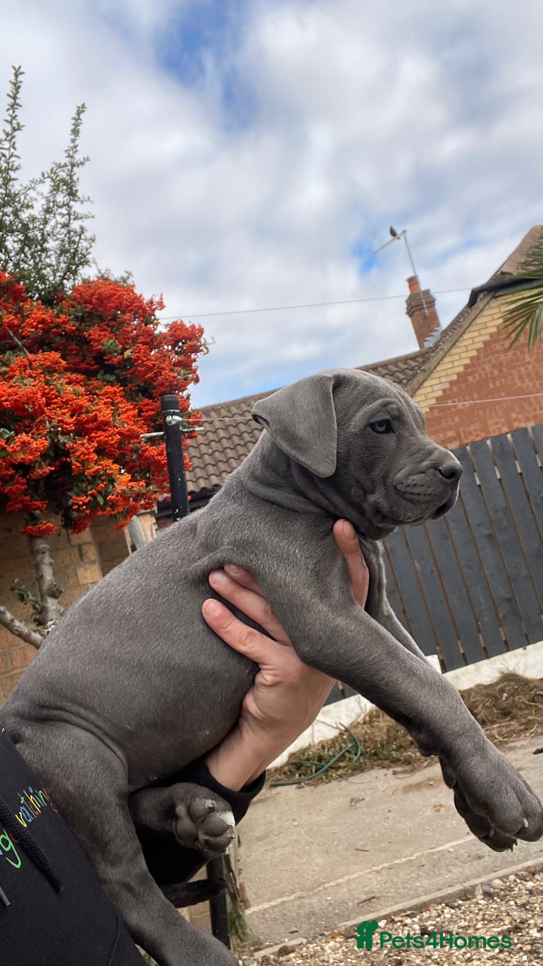 Cane Corso dogs for sale: Cane corso puppies 9 weeks old - Image 12