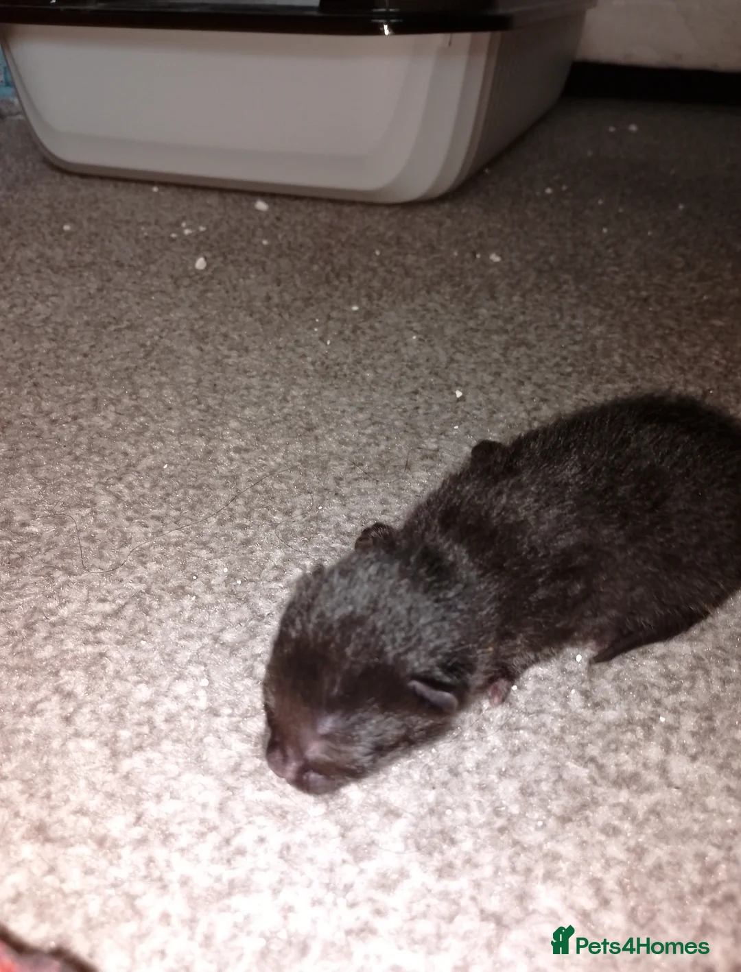 Bombay cats for sale: Bombay  - Advert 2