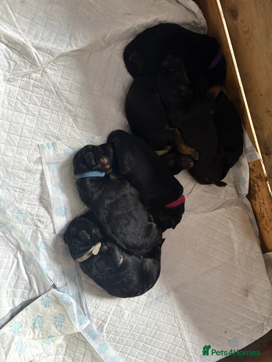 German Shepherd dogs for sale: KC registered long haired German Shepherd puppies - Advert 4