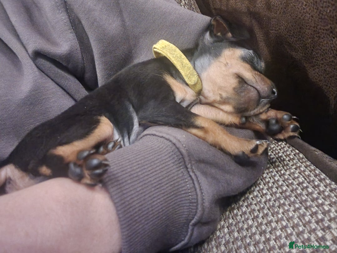 Miniature Pinscher dogs for sale: Miniature pinscher pups - Advert 26