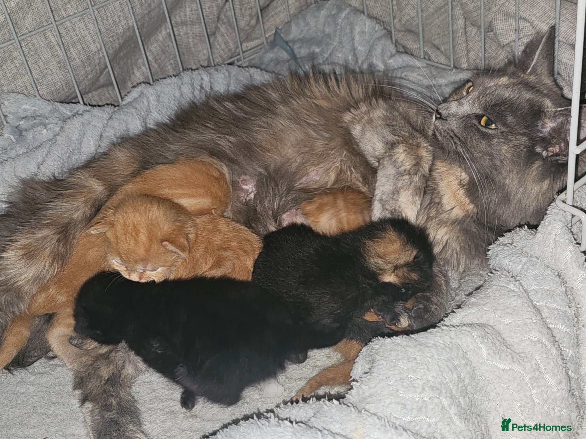 Mixed Breed cats Beautiful kittens ( ginger girls)  - Advert 2