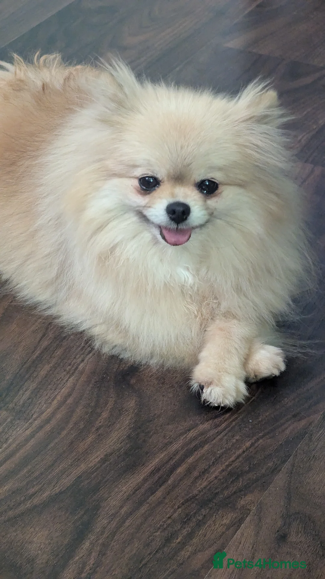 Pomeranian dogs for sale: Adorable Female Pomeranian seeking new home  - Advert 2