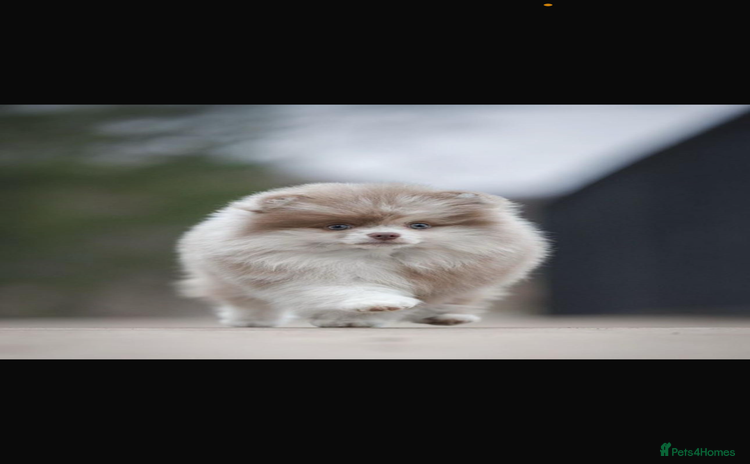 Pomeranian dogs - Advert 9