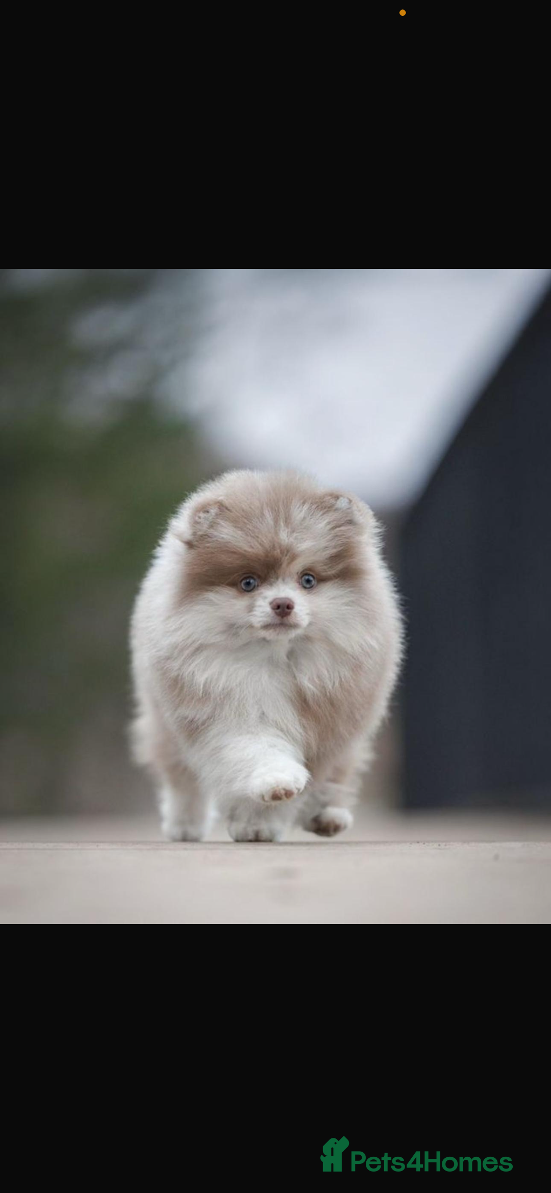 Pomeranian dogs for stud: 💜🧸 PROVEN LILAC MEARLE STUD BOY 🧸💜 - Image 1