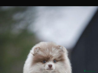 Pomeranian dogs - Advert 31