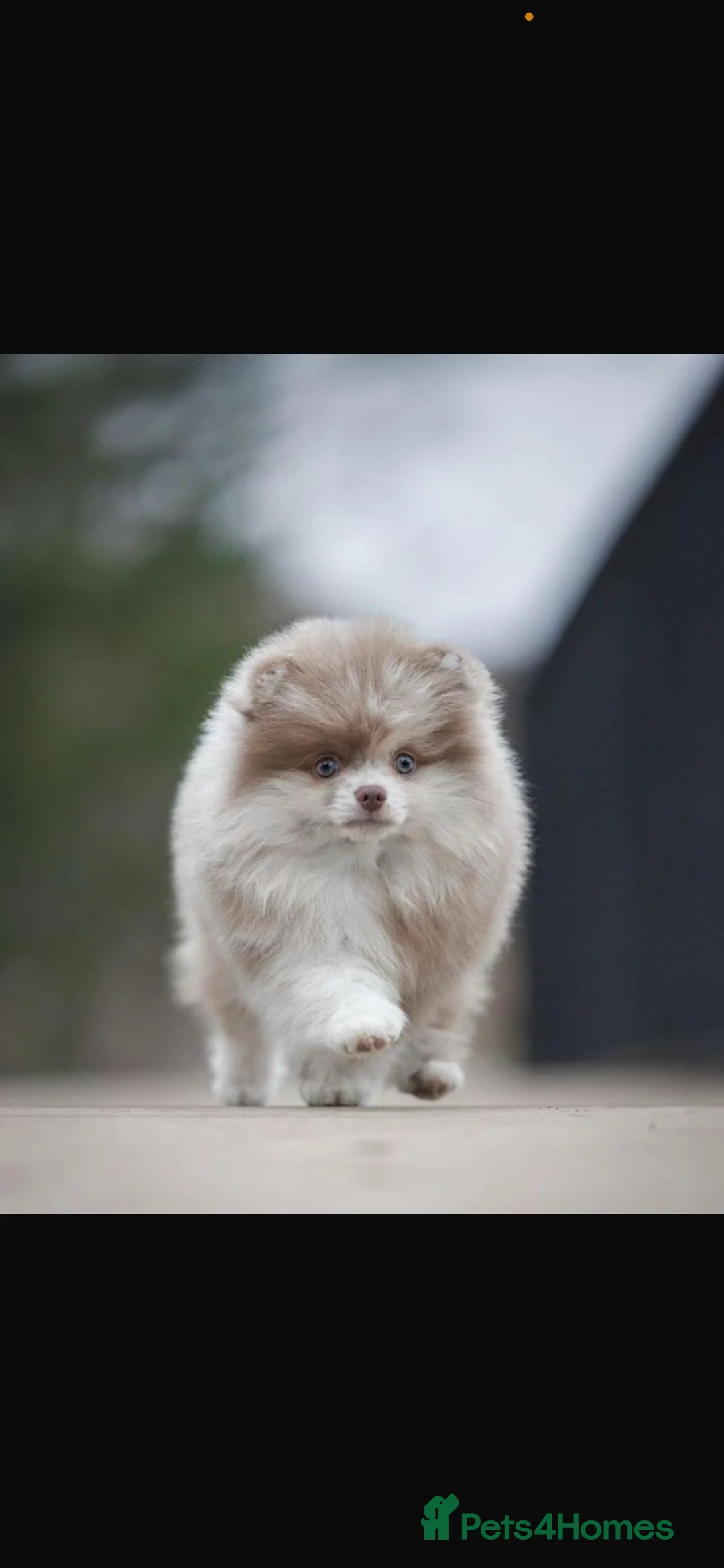 Pomeranian dogs for stud: 💜🧸 PROVEN LILAC MEARLE STUD BOY 🧸💜 - Advert 2