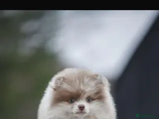 Pomeranian dogs 💜🧸 PROVEN LILAC MEARLE STUD BOY 🧸💜 - Advert 7