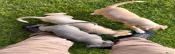 Italian Greyhound dogs for sale: Italian greyhound x whippet - Advert 6
