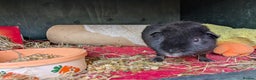 Guinea Pig rodents for sale: Teddy guinea pig boars available now  - Advert 5