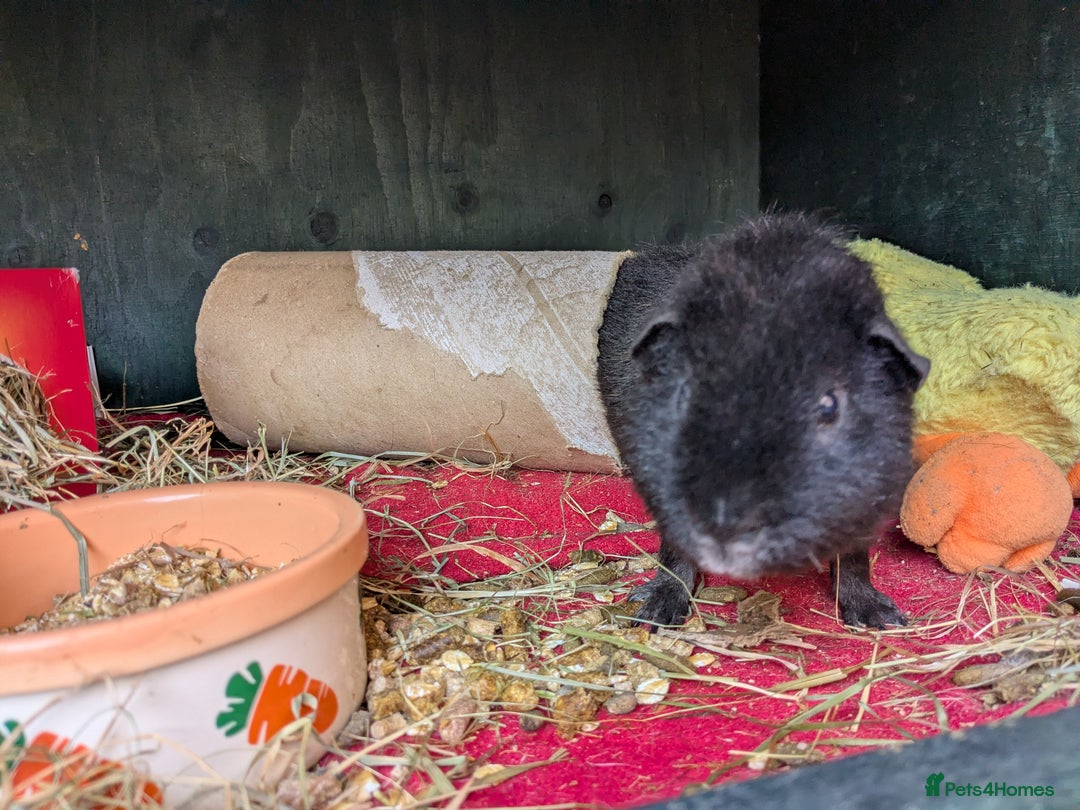 Guinea Pig rodents for sale: Teddy guinea pig boars available now  - Image 5