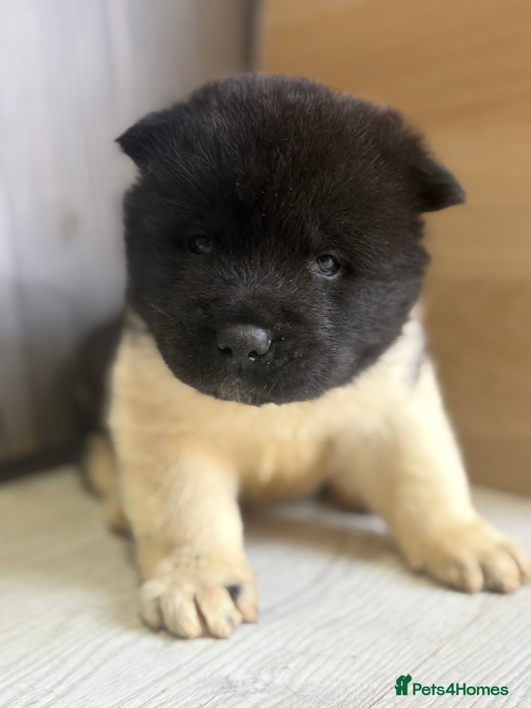 Akita dogs for sale: Beautiful KC Registered American Akita Puppies - Advert 6