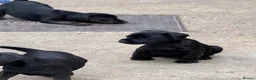 Patterdale Terrier dogs for sale: 3 patterdale terriers puppies available  - Advert 12
